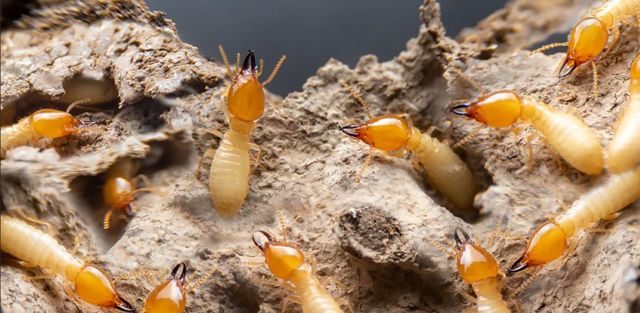 Termites