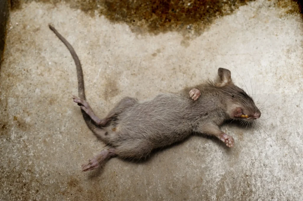 Rats et souris