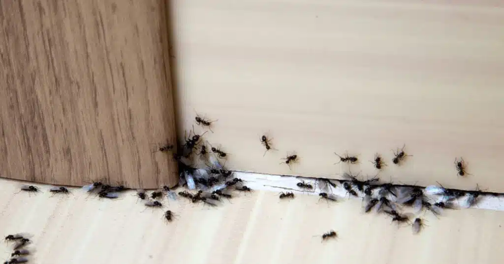 Fourmis – visuel 1