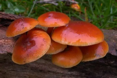 Champignons