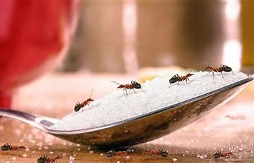 Fourmis – visuel 3