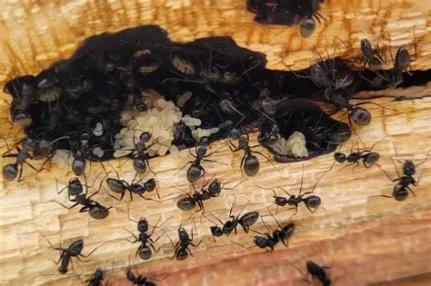 Fourmis – visuel 2