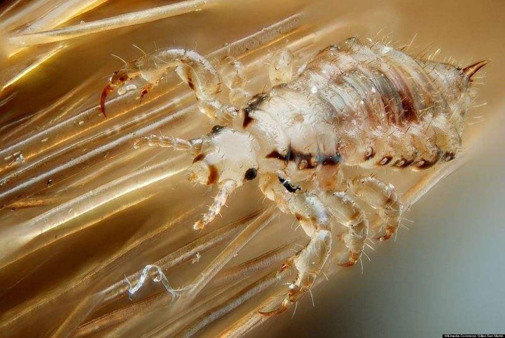 Parasites